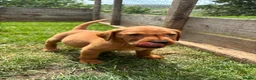 Labrador Retriever dogs for sale: Fox red Labrador  in Galashiels - Advert 5