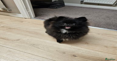 Pomeranian dogs - Advert 10