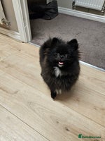 Pomeranian dogs - Advert 6