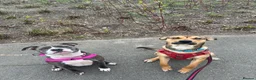 Mixed Breed dogs for sale: Staffy cross Belgium Shepard puppys  in Gosport - Advert 7
