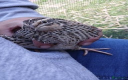 Mixed Breed birds for sale: Coturnix Quail eggs - Image 6