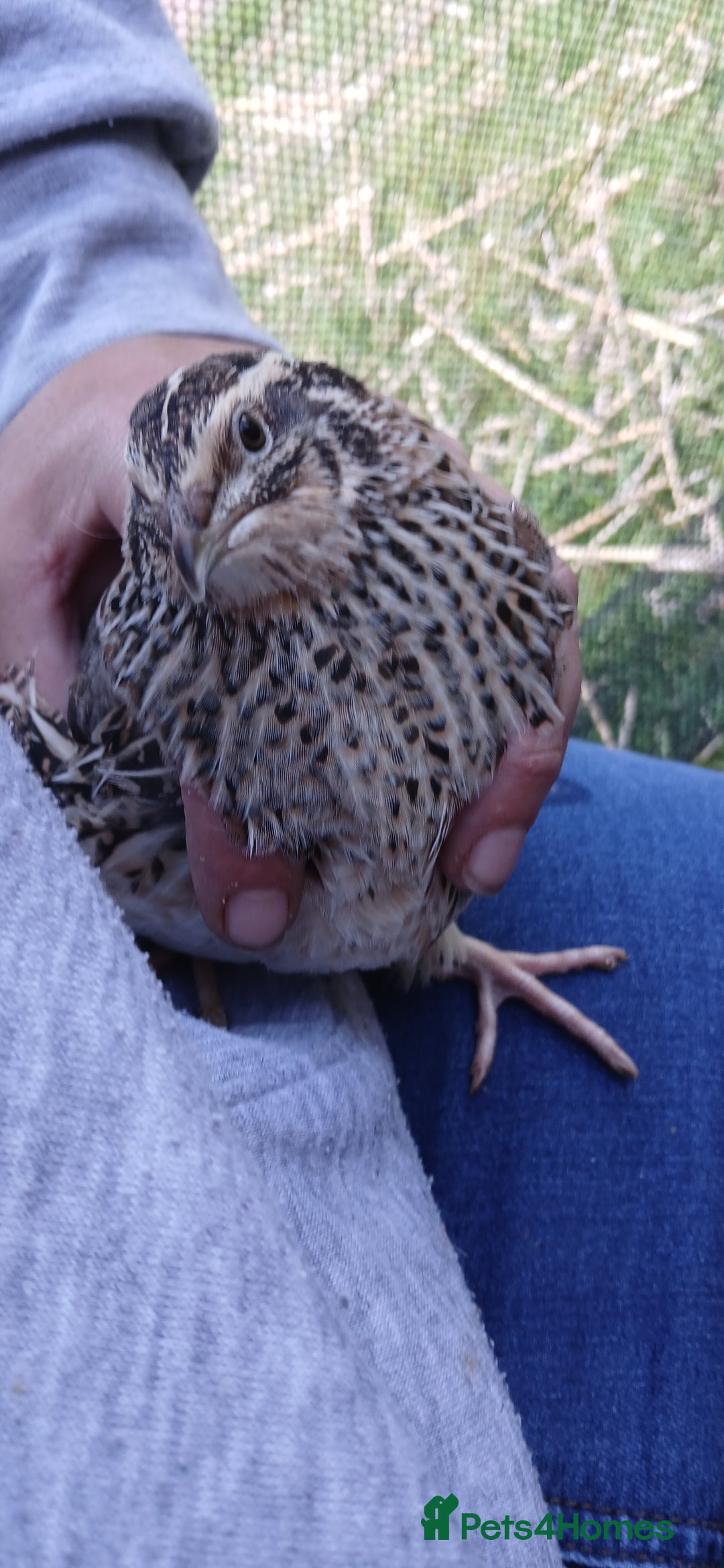 Mixed Breed birds for sale: Coturnix Quail eggs - Image 6