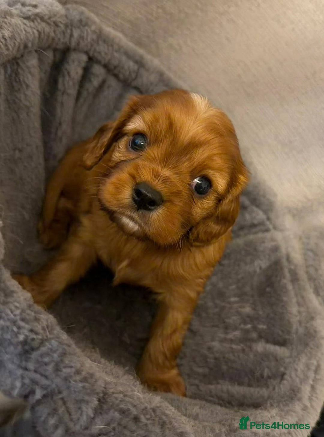 Cavalier King Charles Spaniel dogs for sale: Beautiful KC Registered Boy ✨ Health Tested ✨ - Advert 28