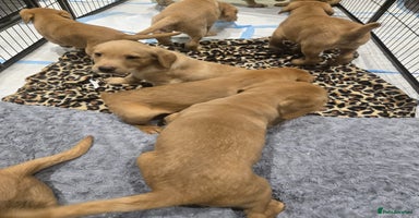 Labrador Retriever dogs - Advert 4