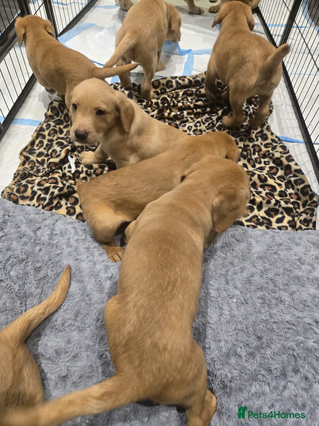 Labrador Retriever dogs for sale: ✨ Golden Retriever Puppies – Ready 4 Sept ✨ - Image 2