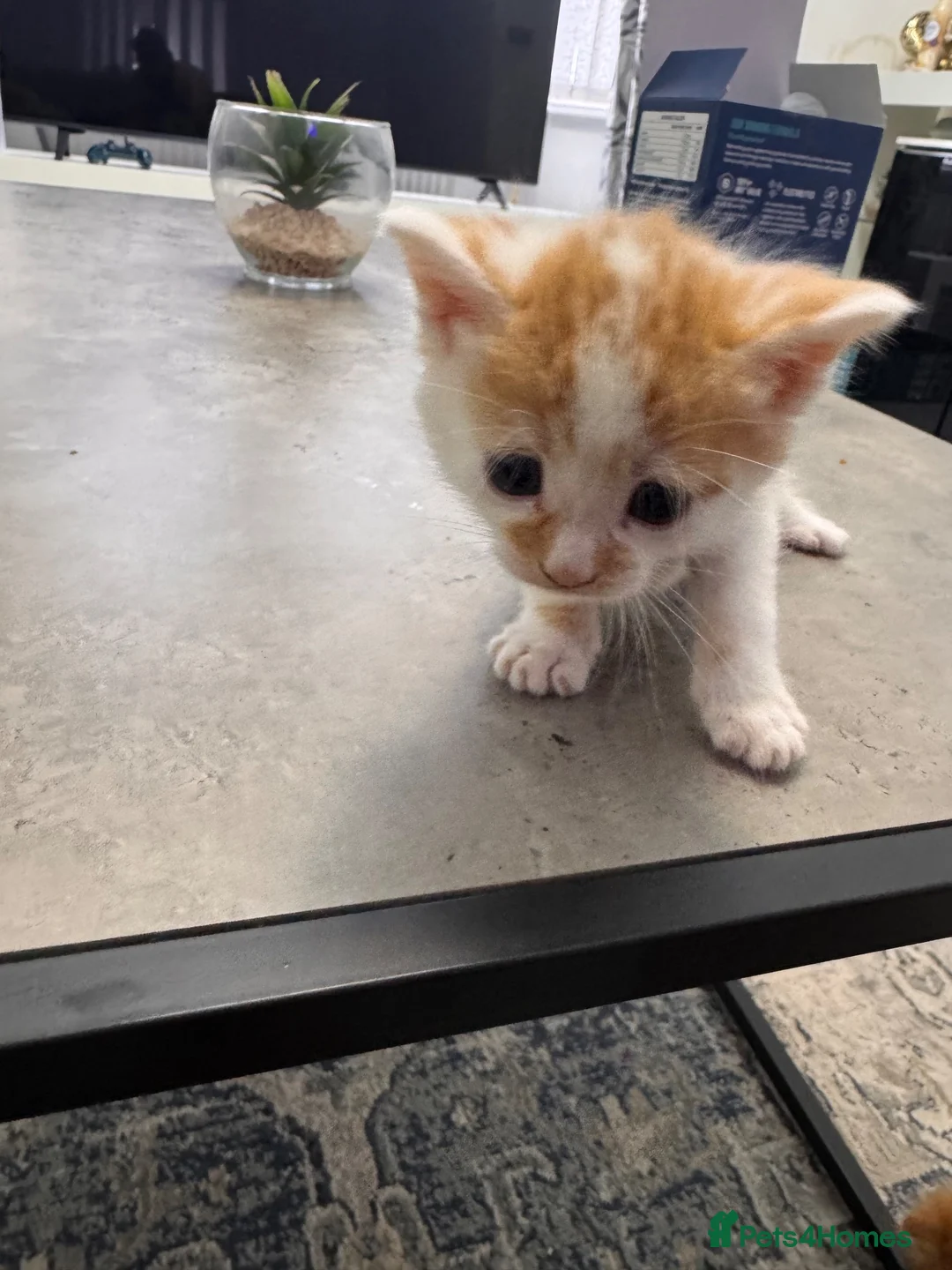 Mixed Breed cats for sale: Extreme fluffy chubby kittens  in London - Advert 38