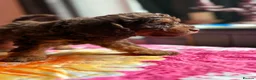 Labradoodle dogs for sale: Stunning mini phantom labradoodles - Advert 11