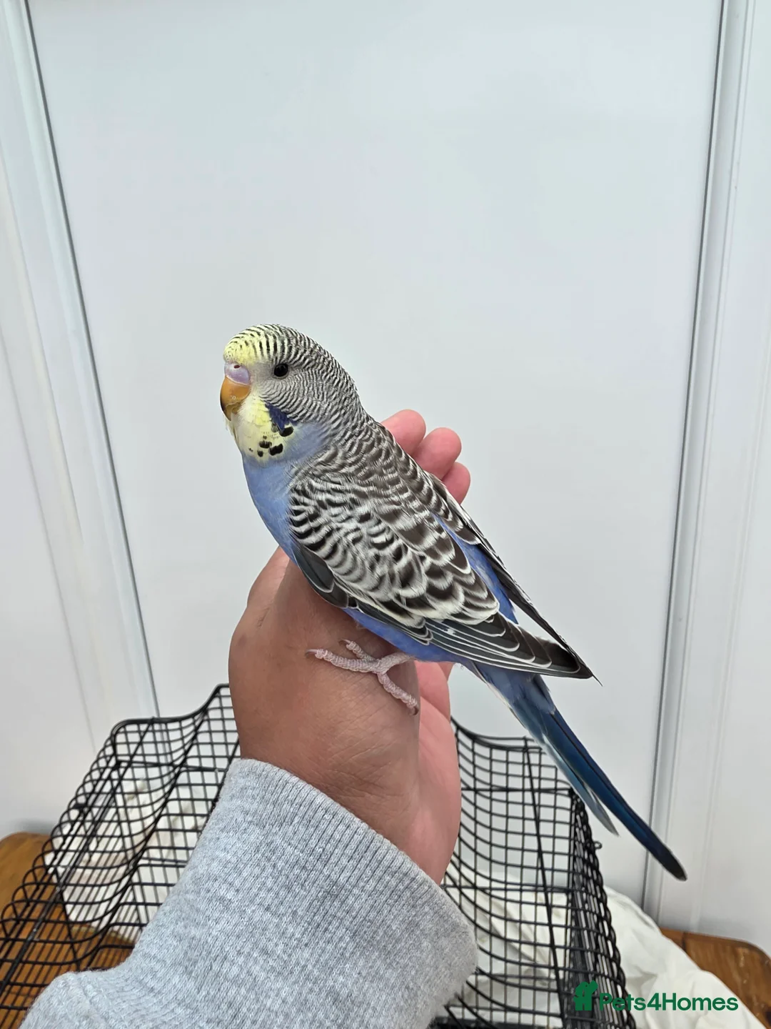 Budgerigars birds for sale: Beautiful hand tamed baby budgies for sale  - Advert 8