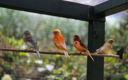 Canaries birds for sale: Canaries for sale beautiful markings  - Image 8