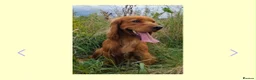 Cocker Spaniel dogs for sale: Dumplings 🥟  - Advert 10