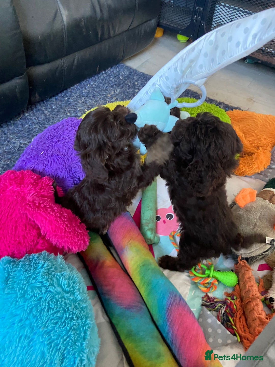 Cockapoo dogs for sale: Cockapoo puppies - Advert 35