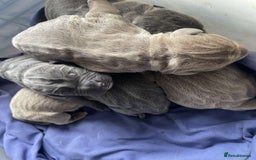 Cane Corso dogs for sale: Pure bred cane corso pups (lilac & grey) - Image 1