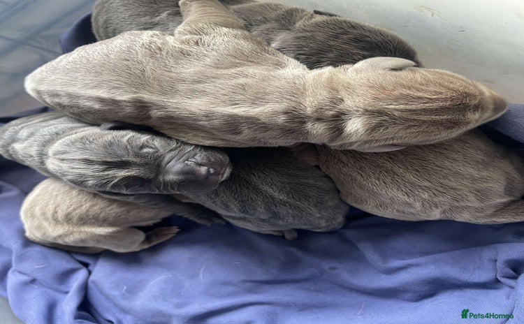 Cane Corso dogs - Advert 16