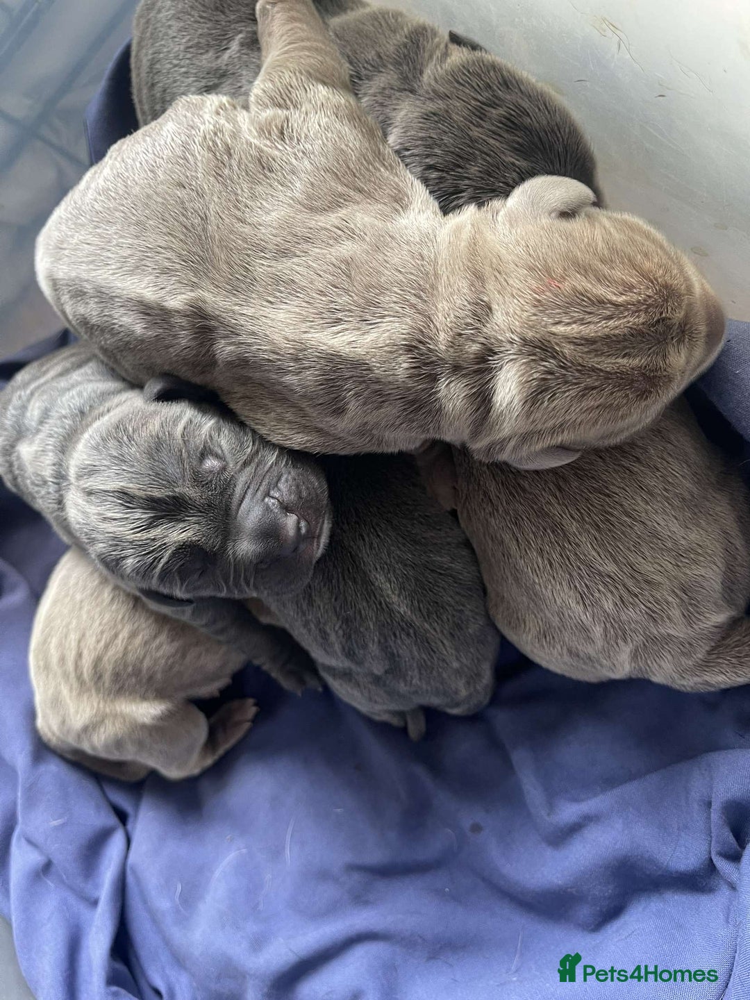 Cane Corso dogs for sale: Pure bred cane corso pups (lilac & grey) - Image 1