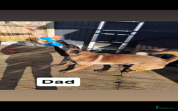 Belgian Shepherd Dog dogs for sale: Belgian Malinois puppies  - Image 8