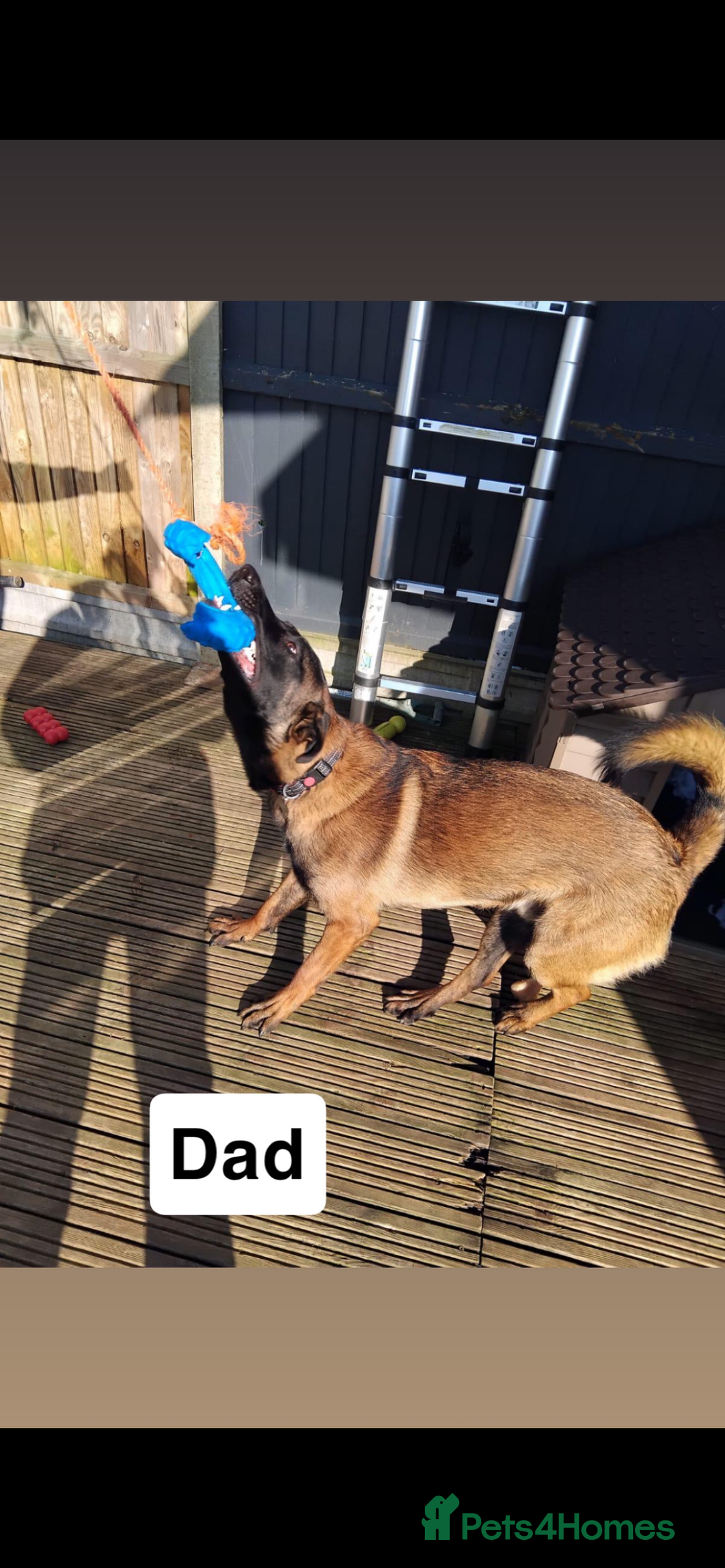 Belgian Shepherd Dog dogs for sale: Belgian Malinois puppies  - Image 8