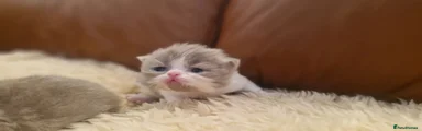 Exotic 1