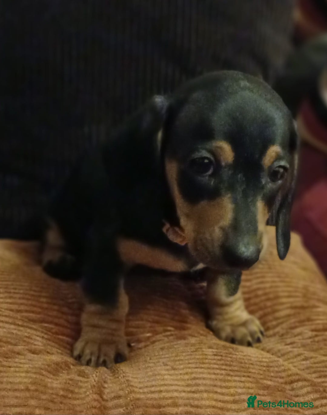 Dachshund dogs for sale: Miniature Dachshund puppies ready for forever home - Advert 3