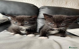 Mixed Breed cats for sale: Gorgeous kittens black and white - Image 1