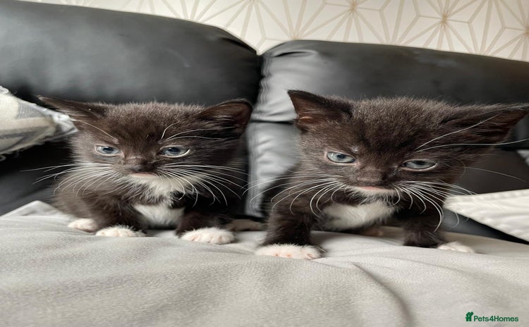 Mixed Breed cats - Advert 12