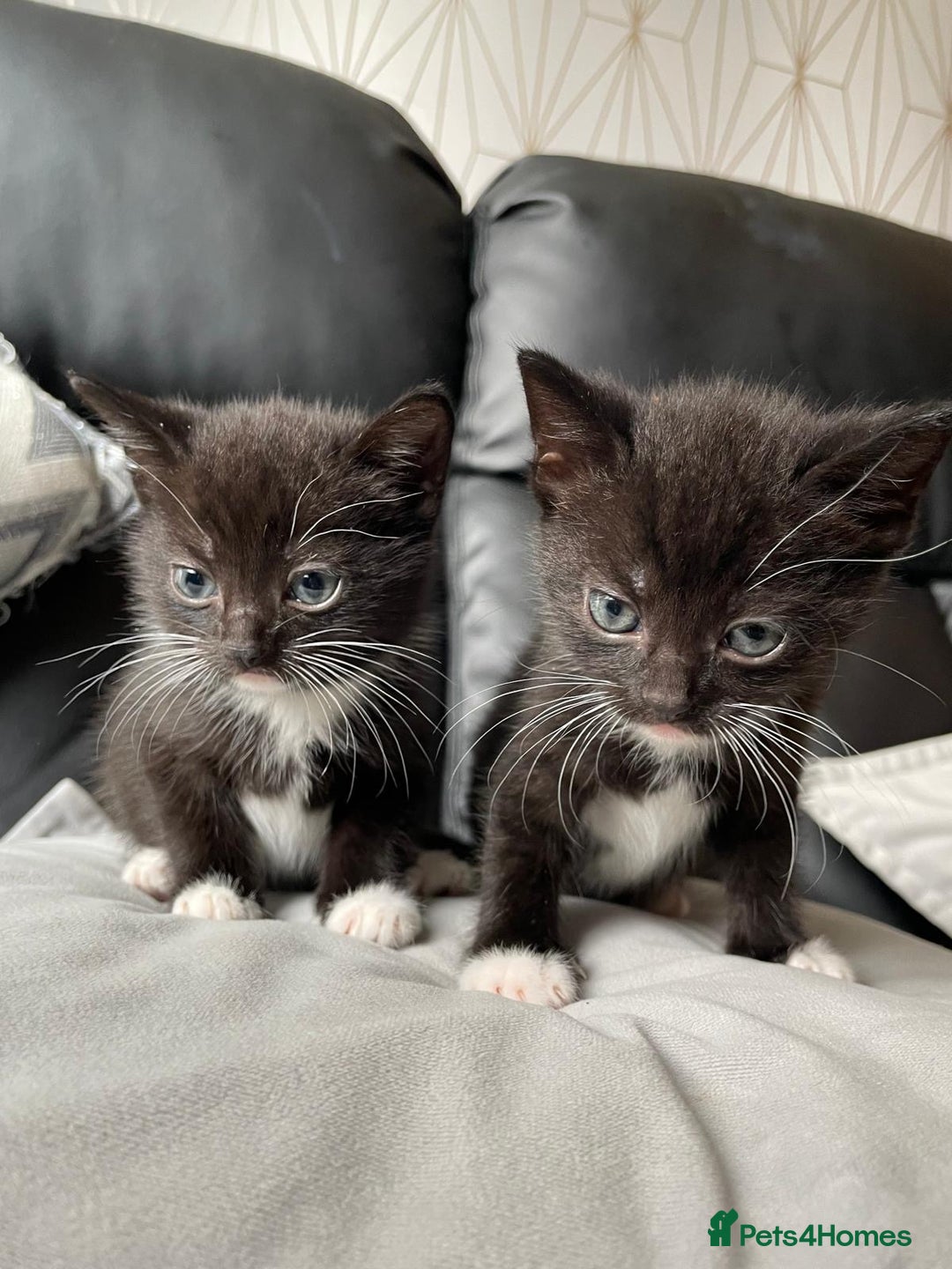 Mixed Breed cats for sale: Gorgeous kittens black and white - Image 1