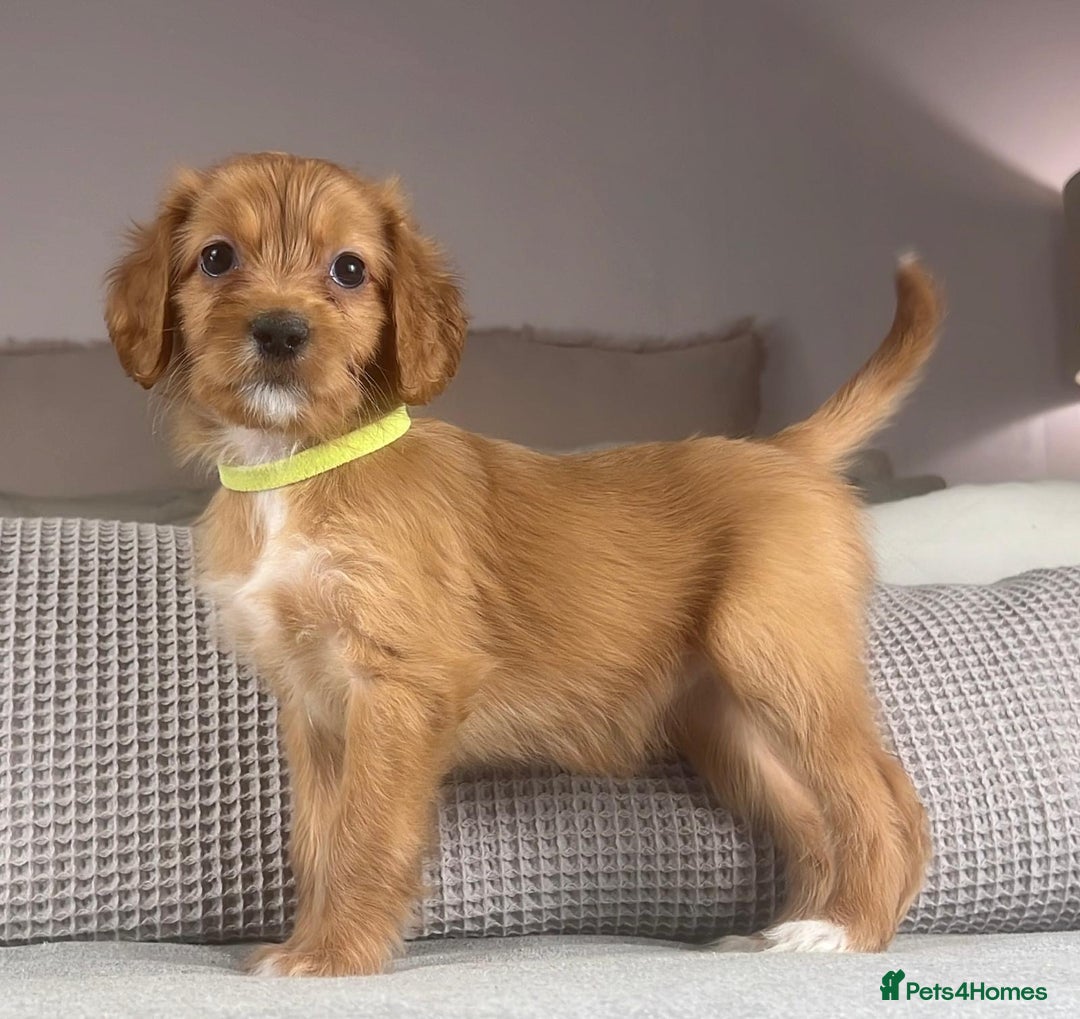 Irish Doodle dogs for sale: The perfect Doodle - Advert 13