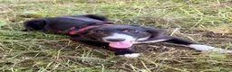 Border Collie dogs for sale: Stubleywood Border Collies - Advert 17