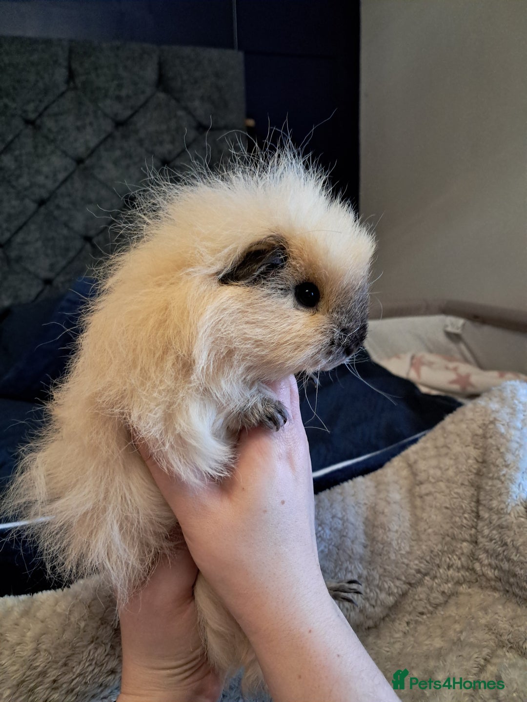 Guinea Pig rodents for sale: Two females and full set up - Advert 2