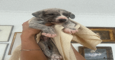 Whippet dogs - Advert 10
