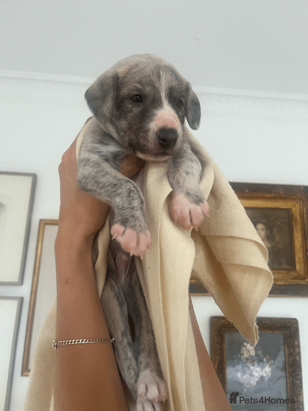 Whippet dogs for sale: Fawn Bedlington Whippet puppy - Image 3