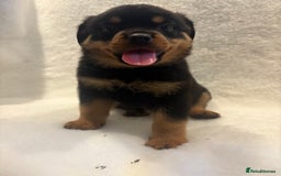 Rottweiler dogs for sale: ROTTWEILER PUPPIES. KC REG. - Advert 20