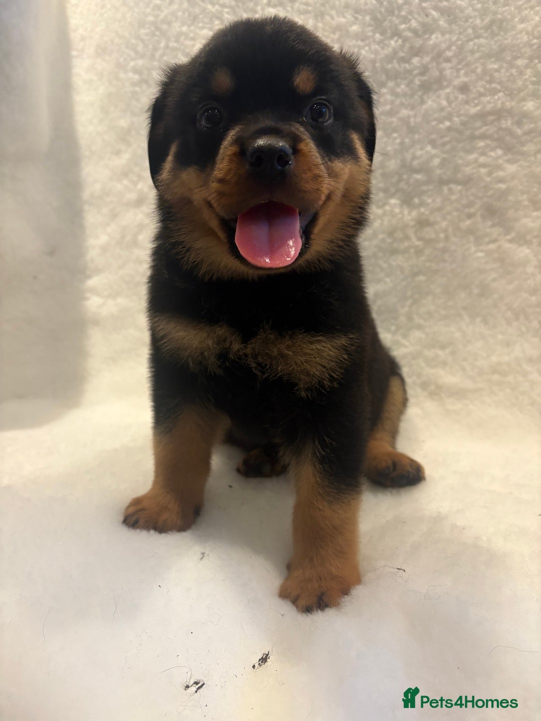 Rottweiler dogs for sale: ROTTWEILER PUPPIES. KC REG. - Advert 20