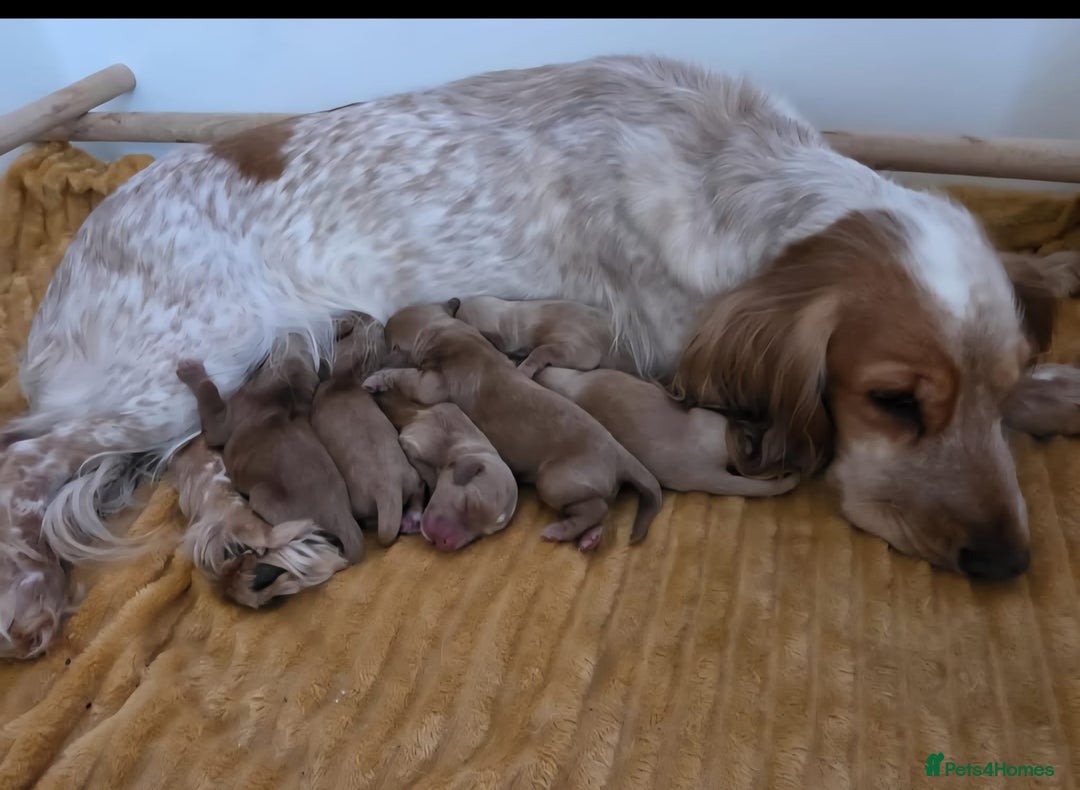 Miniature Poodle dogs for stud: Dark Red Miniature Poodle Stud Package Available in Southampton - Image 29