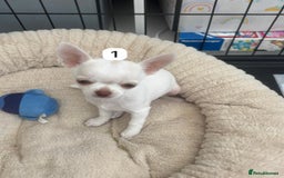 Chihuahua dogs for sale: Gorgeous full chihuahua pups  - Image 7