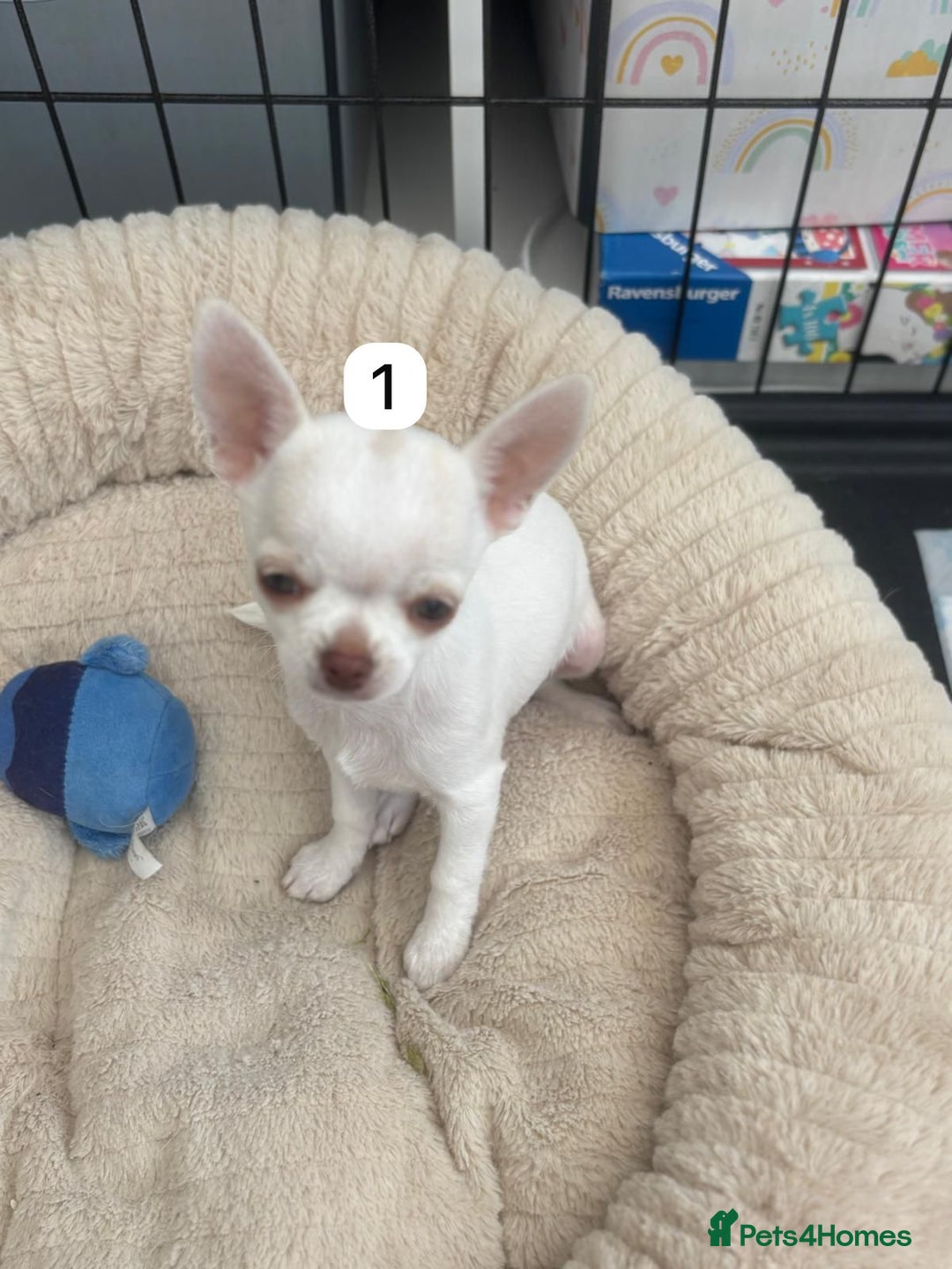 Chihuahua dogs for sale: Gorgeous full chihuahua pups  - Image 7