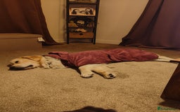 Golden Retriever dogs for sale: 2 yr old Golden Retriever  - Image 4