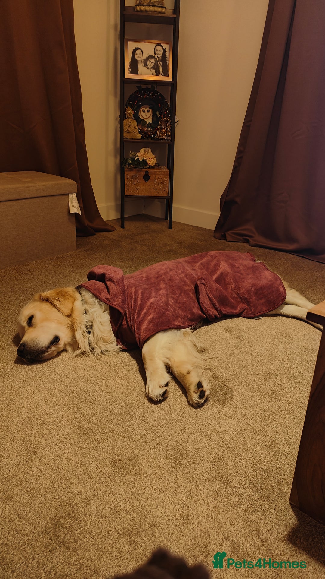 Golden Retriever dogs for sale: 2 yr old Golden Retriever  - Image 4
