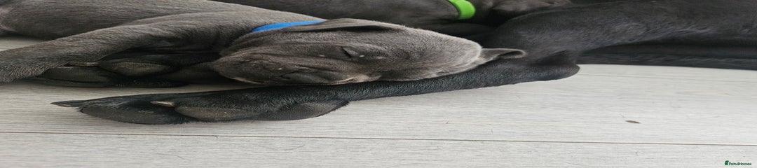 Cane Corso Puppy 6
