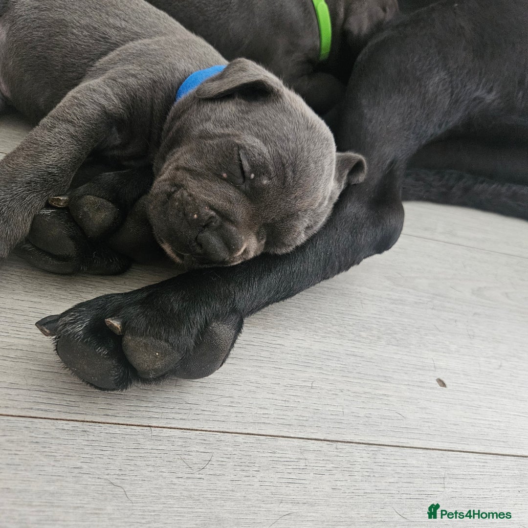 Cane Corso dogs for sale: Cane corsos  in Whitehaven - Image 11