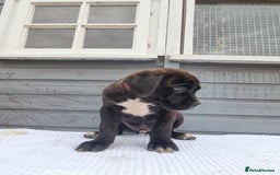 Cane Corso dogs for sale: Italian cane corso puppies  - Image 4