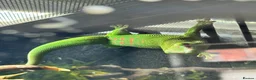 Lizard reptiles for sale: Available Rescues Looking for Their Forever Homes - Advert 12