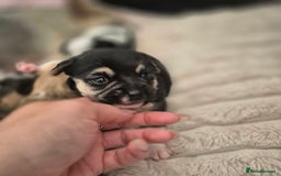 Mixed Breed dogs for sale: Jack chi puppies - Image 11