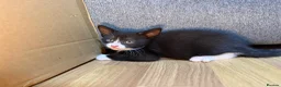 Korat cats for sale: Kittens Looking for Their Forever Homes - Advert 3