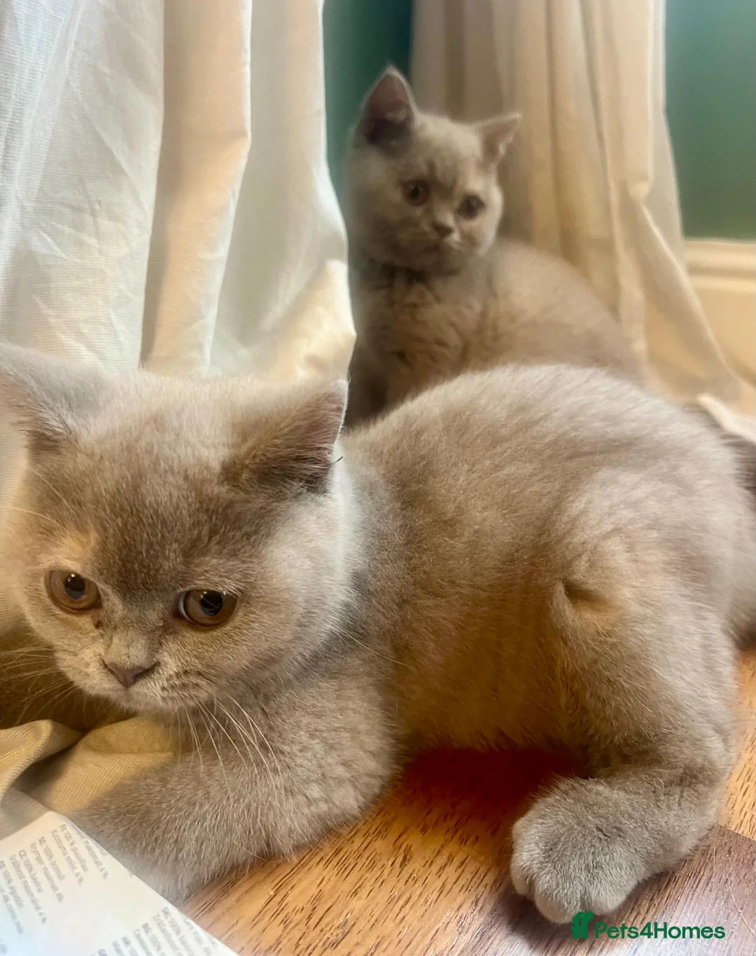 British Shorthair cats for sale: British shorthair females ready to leave soon GCCF - Advert 8