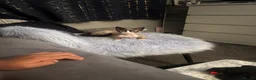 Devon Rex cats for sale: Female  - Advert 4