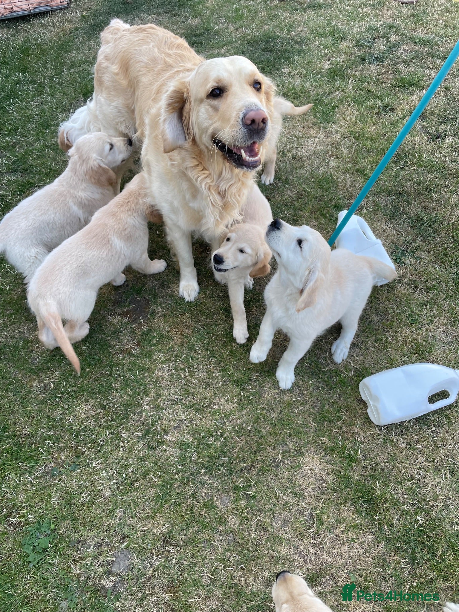 Golden Retriever dogs 7 Beautiful Golden retriever puppies  - Advert 2