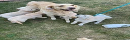 Golden Retriever dogs for sale: 7 Beautiful Golden retriever puppies  - Advert 2