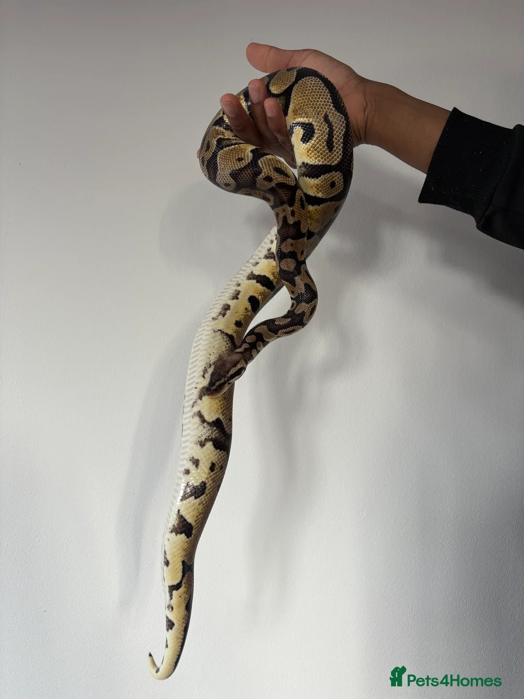 Python Snake reptiles for sale: Male Python (open to offers)  - Advert 2