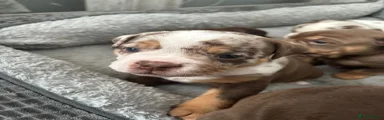 Olde English Bulldogge Puppy 3