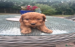 Cockapoo dogs for sale: Litter of 8 F1 cocapoos - Image 3